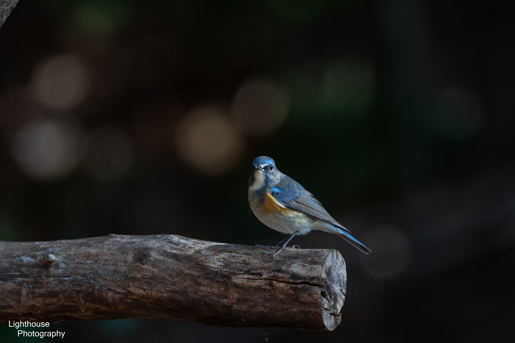 青い鳥Ⅱ