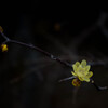 蝋梅の花一輪