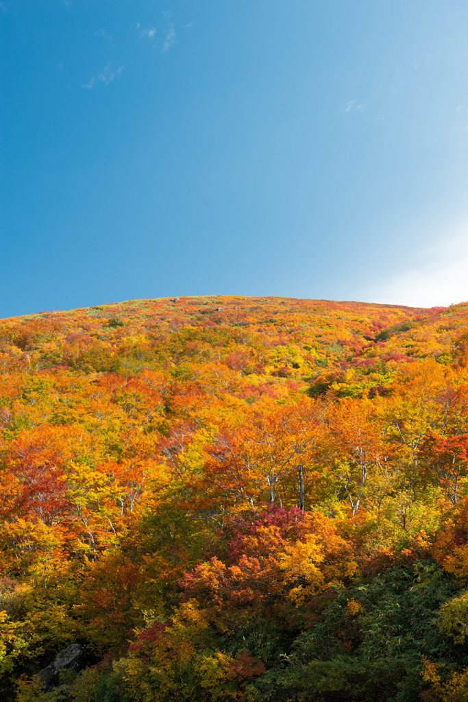 山粧う