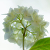 六月の花嫁