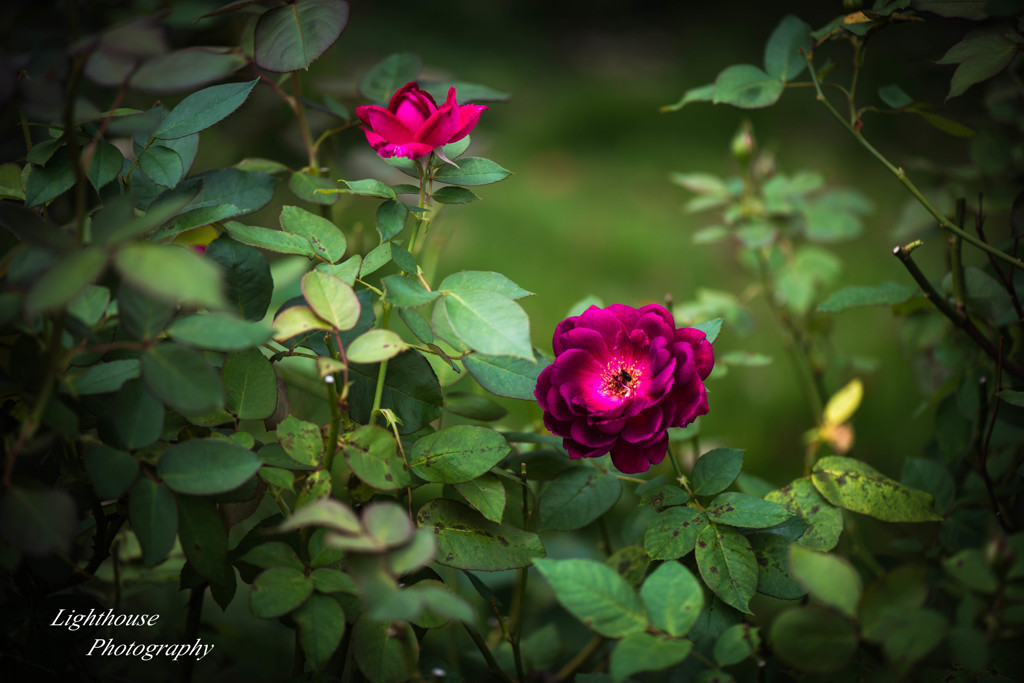 秋の薔薇