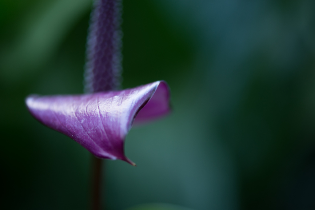 Flying leaf