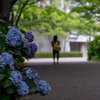 紫陽花の路