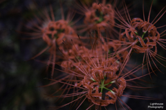曼珠沙華