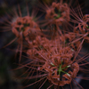 曼珠沙華