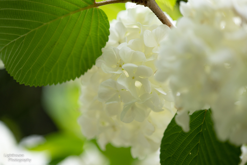 ♪花びらの白い色は