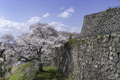 城壁の桜