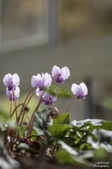 窓辺のシクラメン