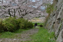 古城の桜