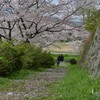 古城の桜