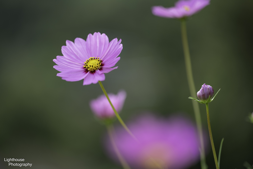 街はコスモス色♪