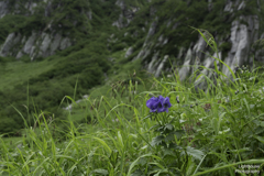 高山に咲く花