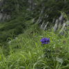高山に咲く花