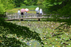 初夏の風景