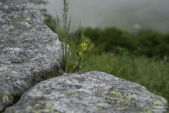 高山に咲く花Ⅱ