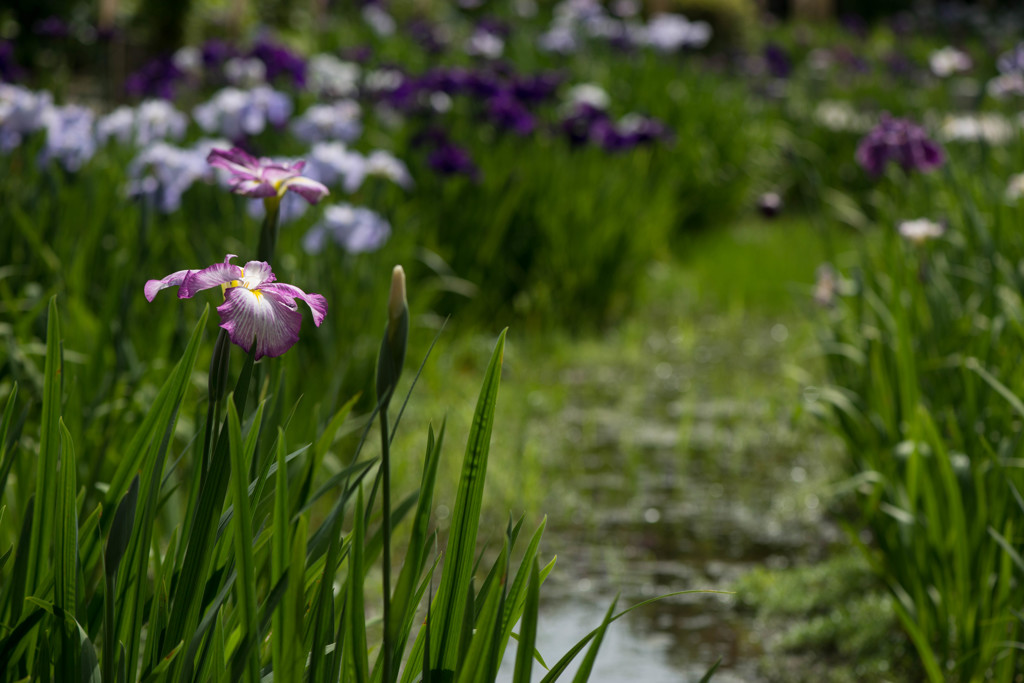 水辺の花菖蒲