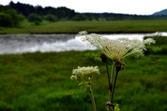 湿原の花