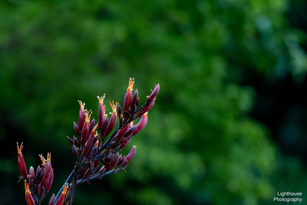 40年に一度の花