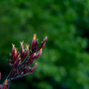 40年に一度の花
