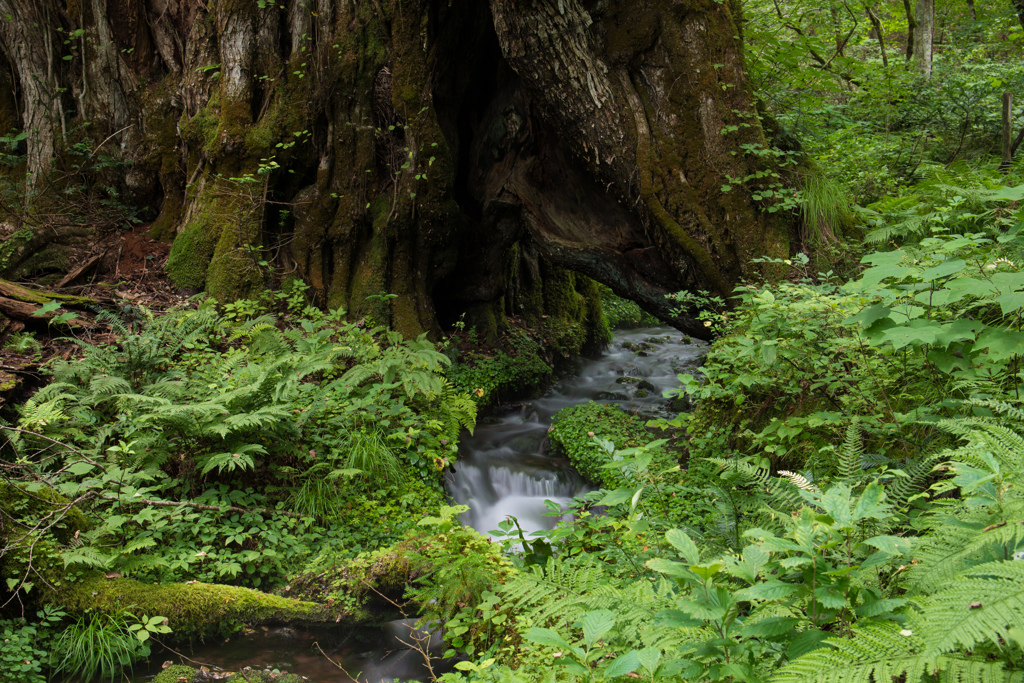 巨木のトンネル