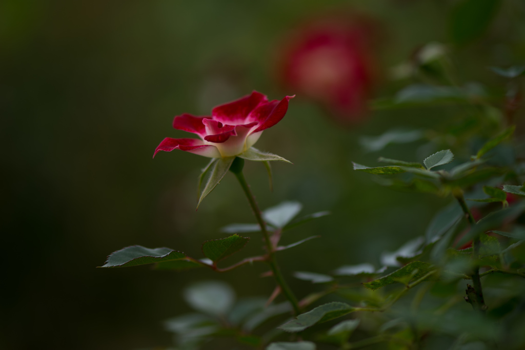 薔薇は君より美しい