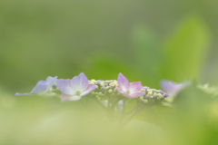 梅雨の晴れ間