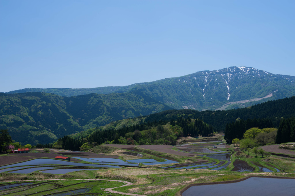 棚田の春