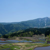 棚田の春