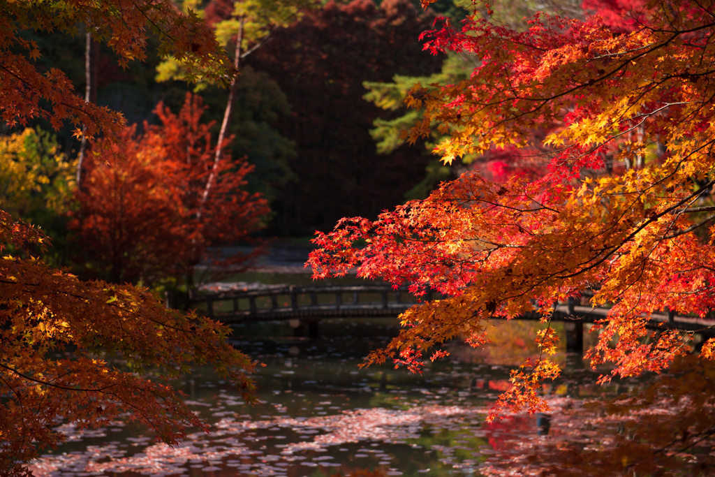 長谷池の紅葉