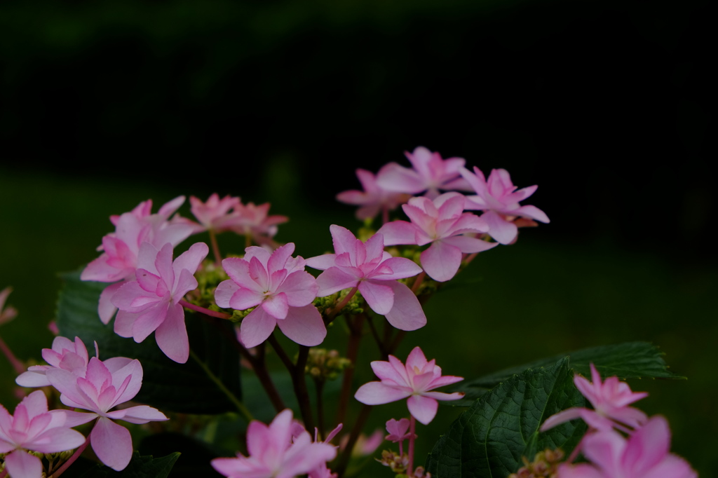 花の星座