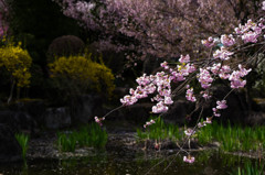 光前寺の桜　その壱
