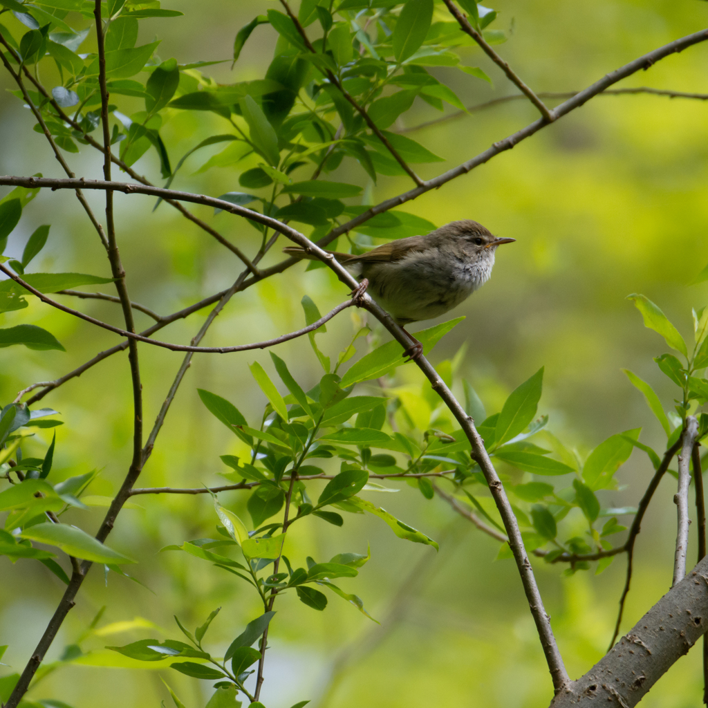 鳴き声だけであなたがわかる