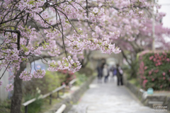 どこかで春が♪