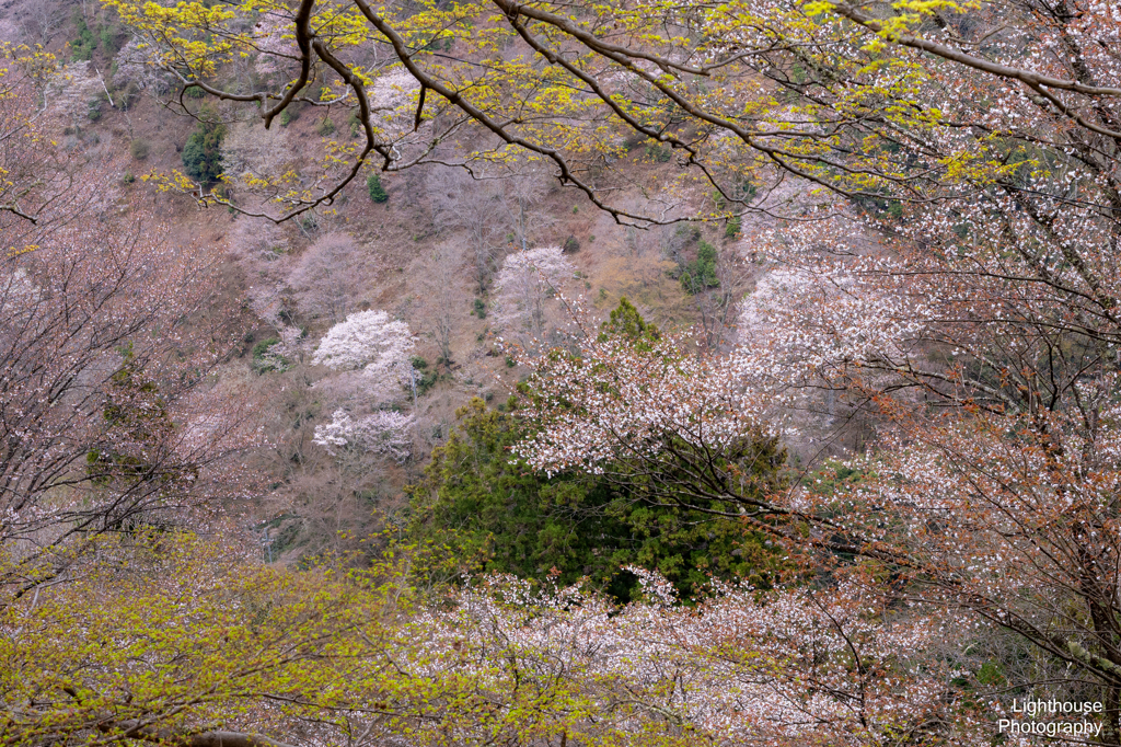 新緑と山桜