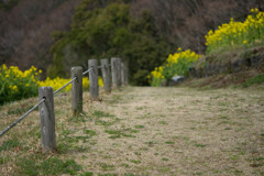 菜の花の咲く道