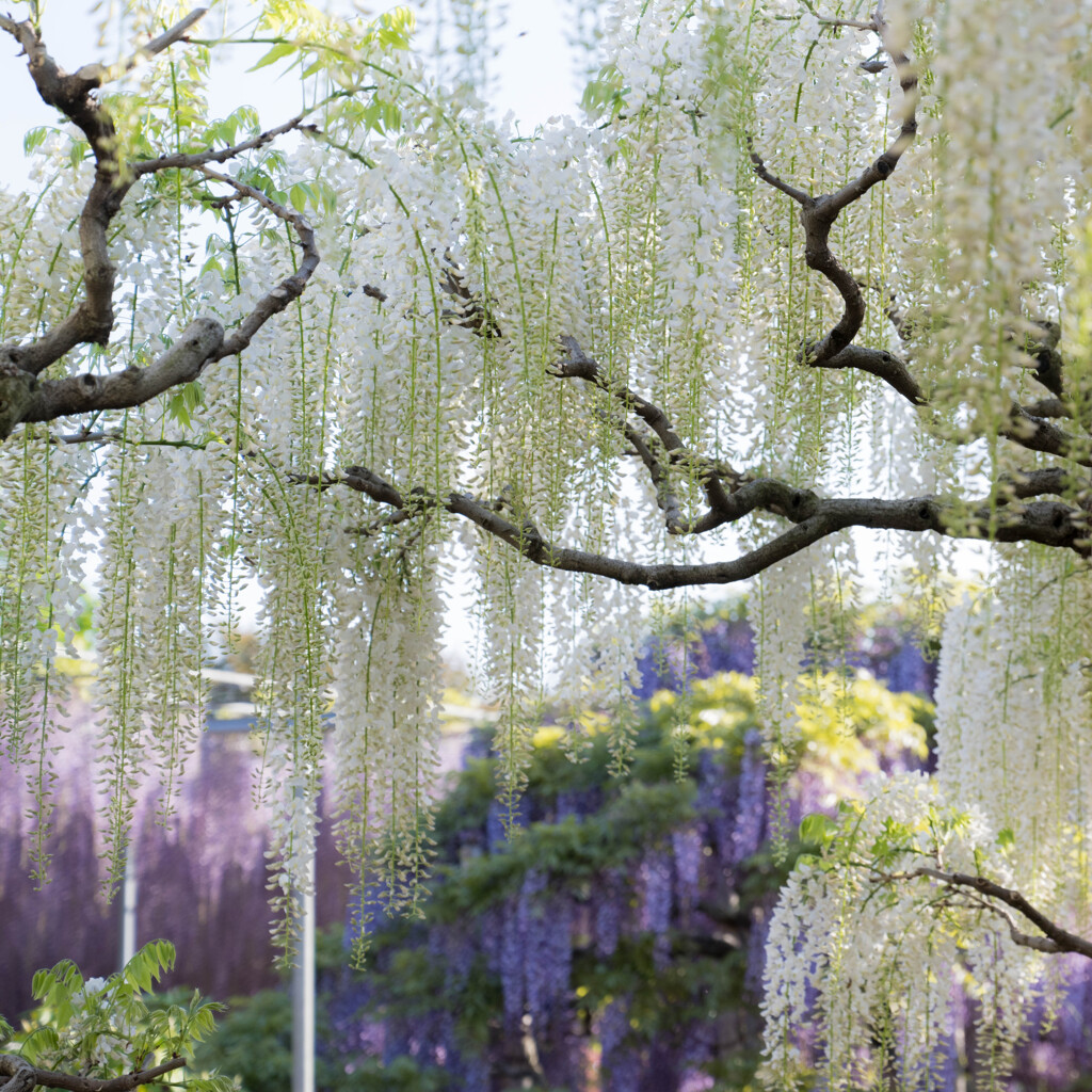 五月の花