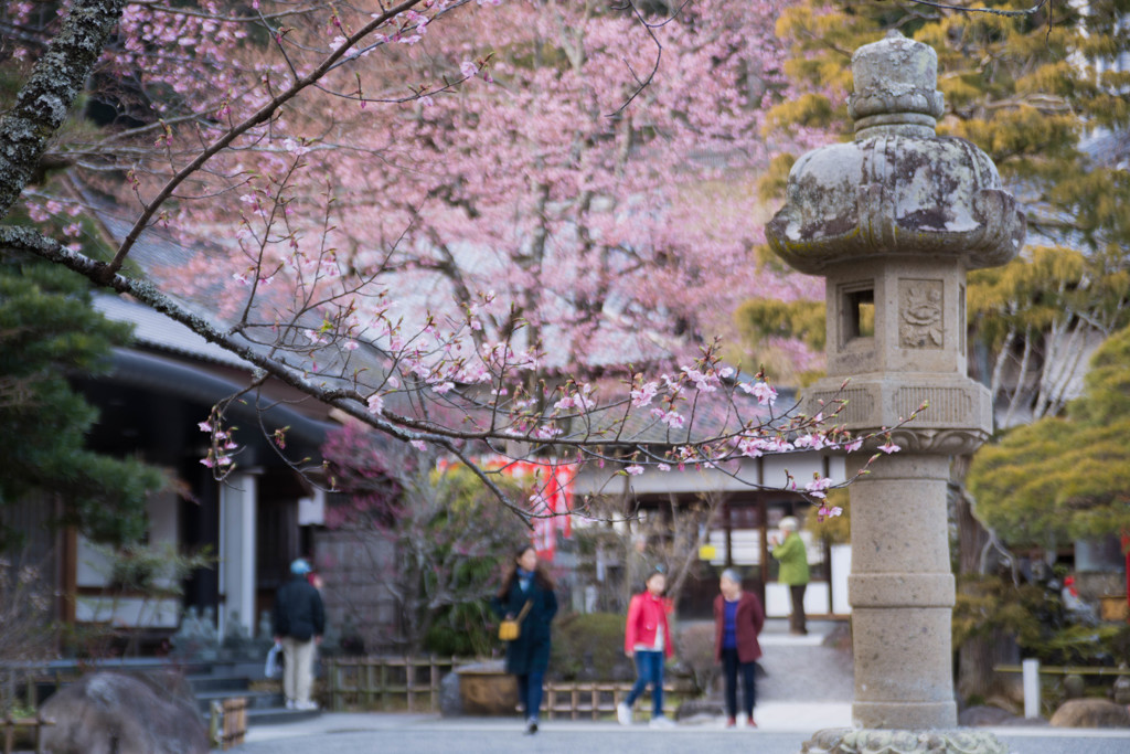 春の修禅寺