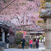 春の修禅寺