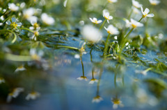 清流の花～バイカモ