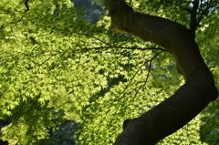 緑の屋根