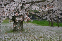 桜の木の下で