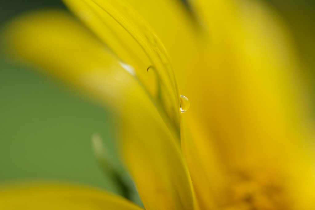 Tears of Sunflower