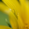 Tears of Sunflower