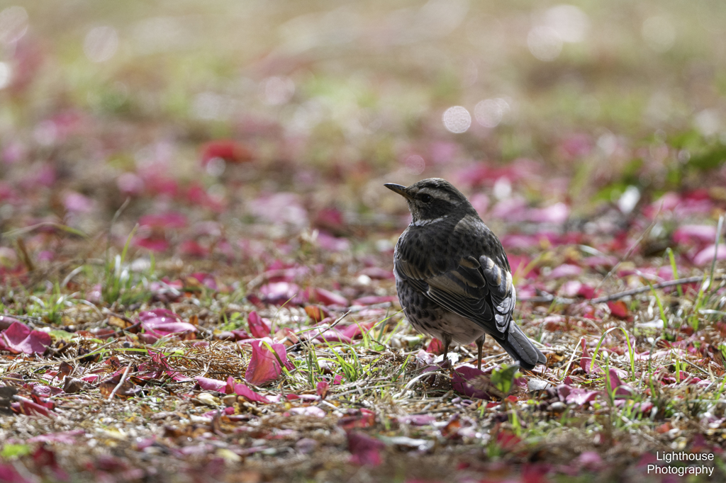 花びらのなか