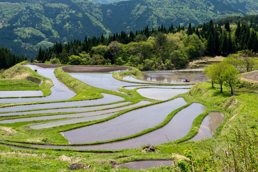 五月の棚田