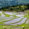 五月の棚田