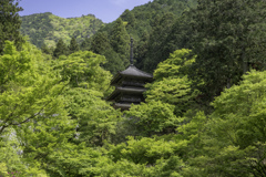 新緑の高源寺Ⅱ