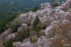 山の桜