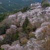 山の桜