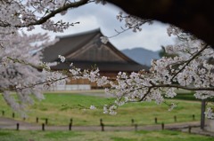 古城の桜　2